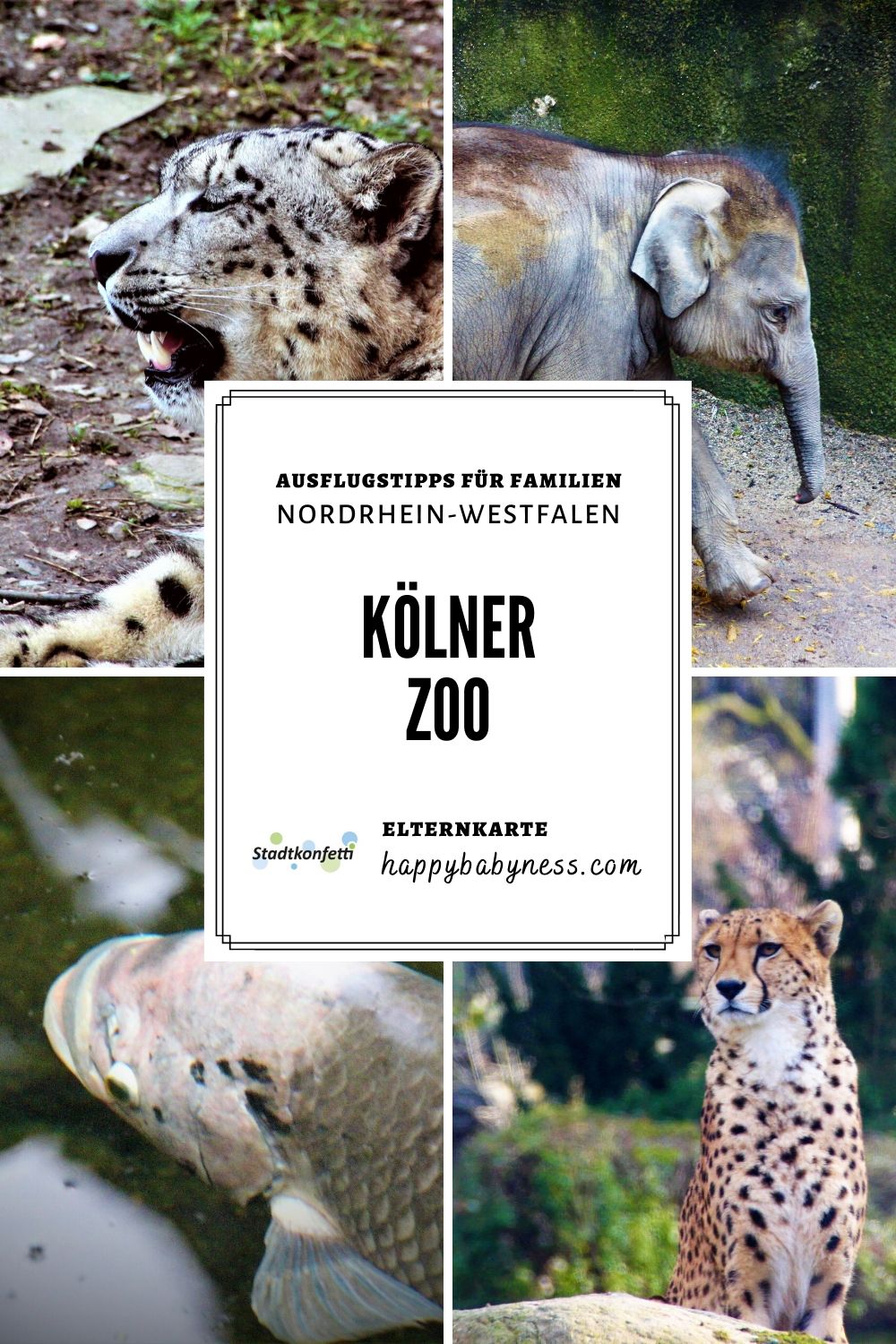 AUSFLUGSTIPPS_Familien_Unterwegs_Kind_NRW_Nordrhein-Westfalen_Koeln_Zoo_Tierpark